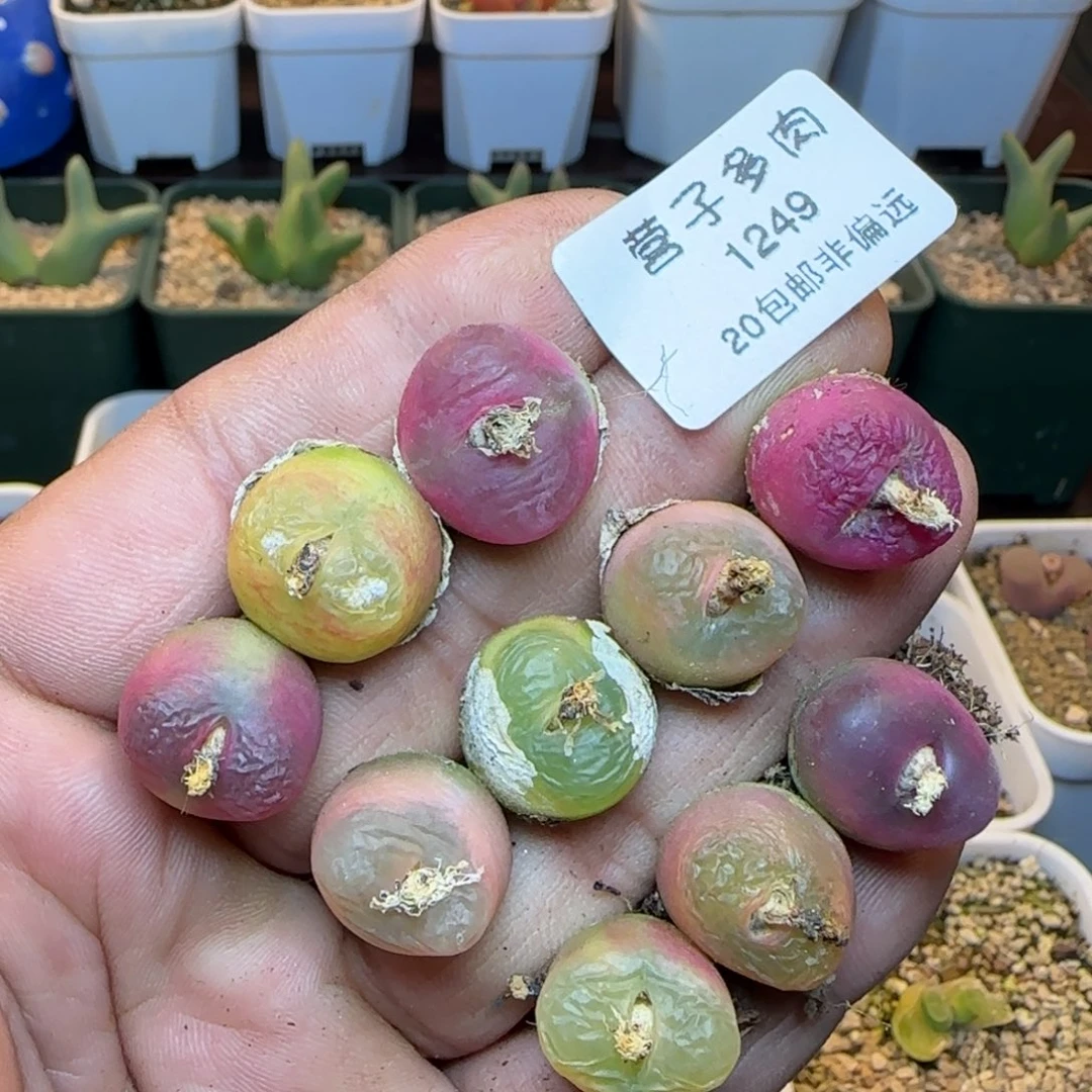 毛。