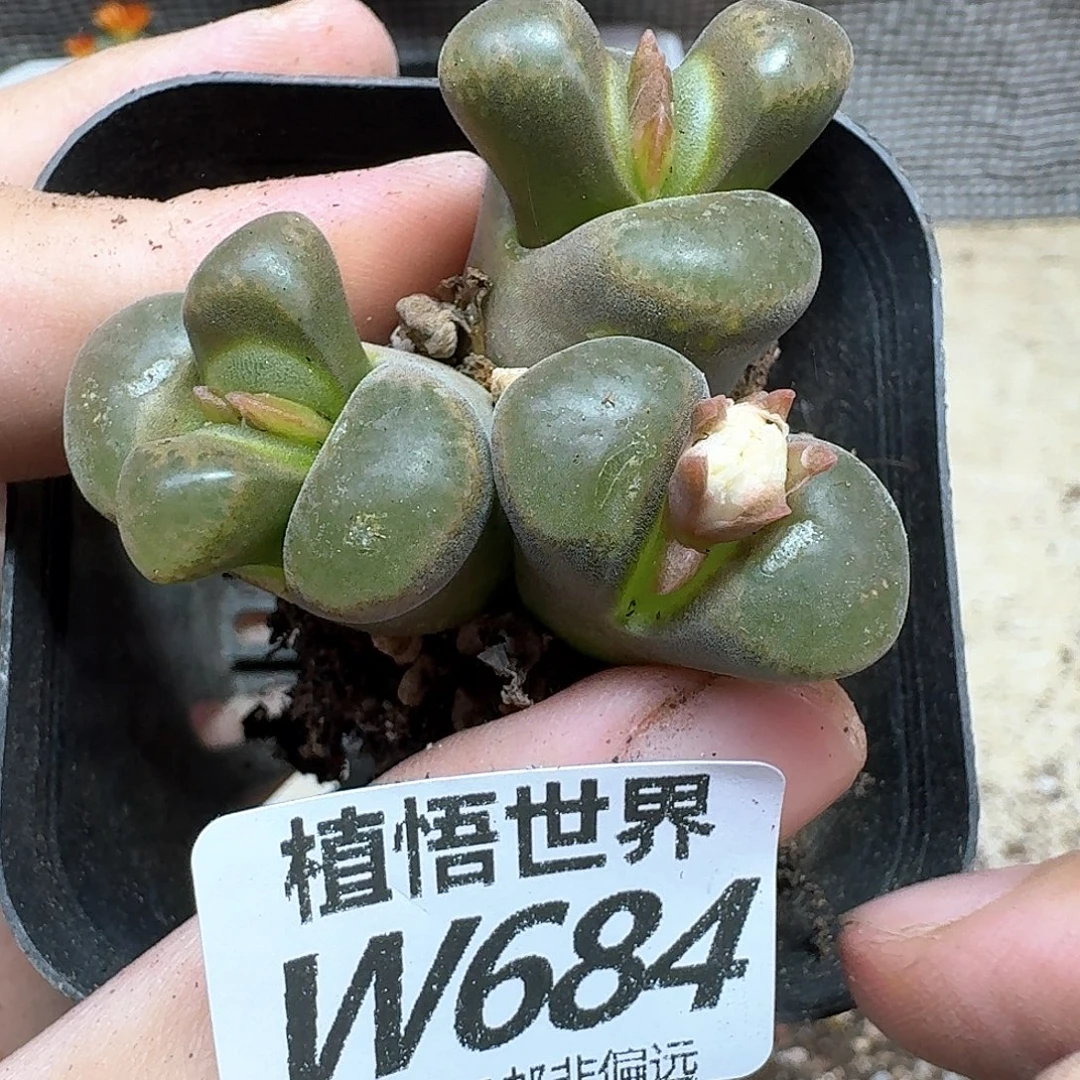 多肉植物的润泽fbnn