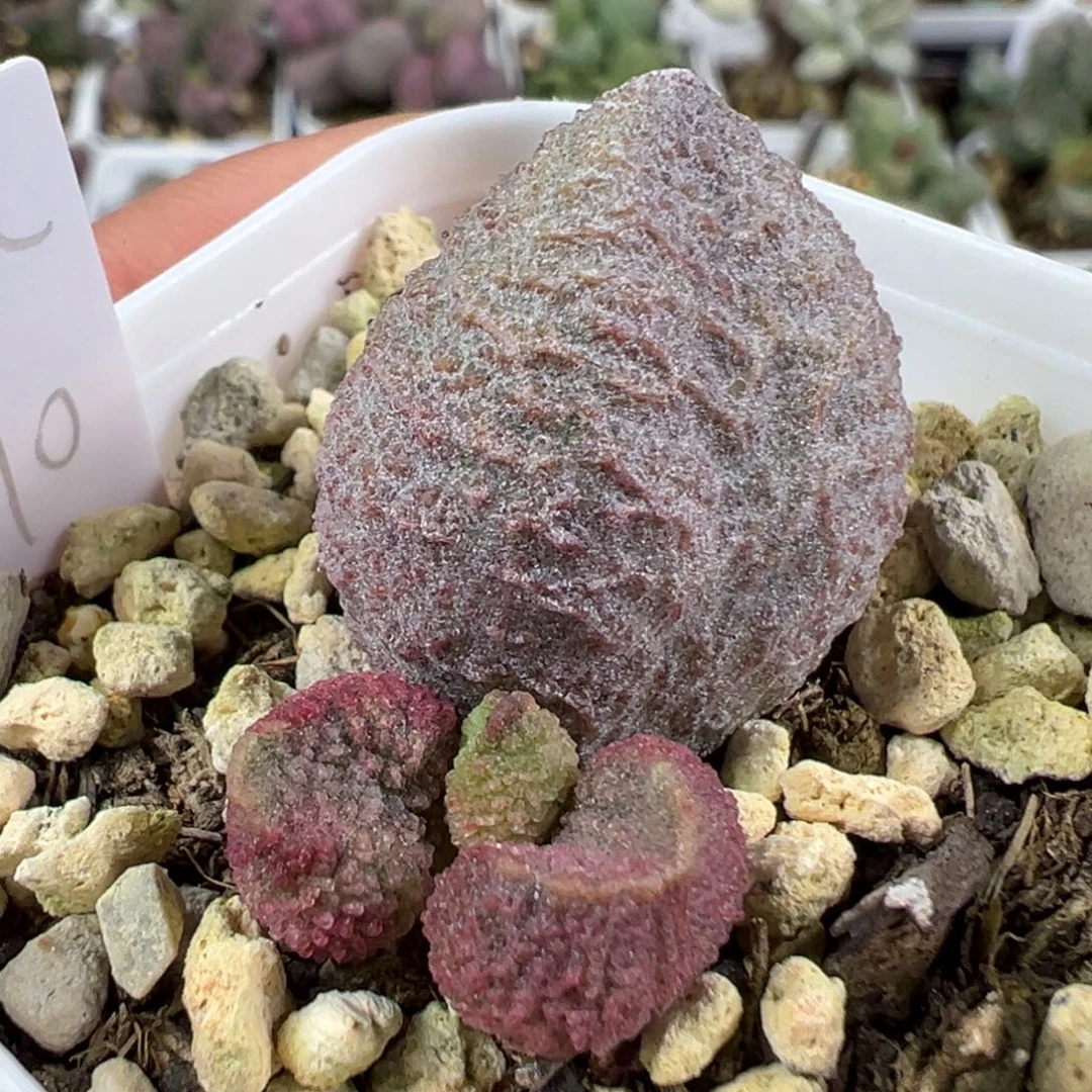 w水蜜桃多肉植物水泡