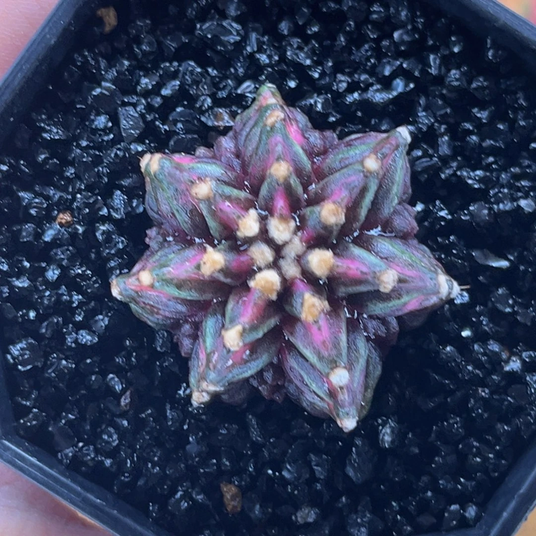 七棱七腹 米哈仙人球