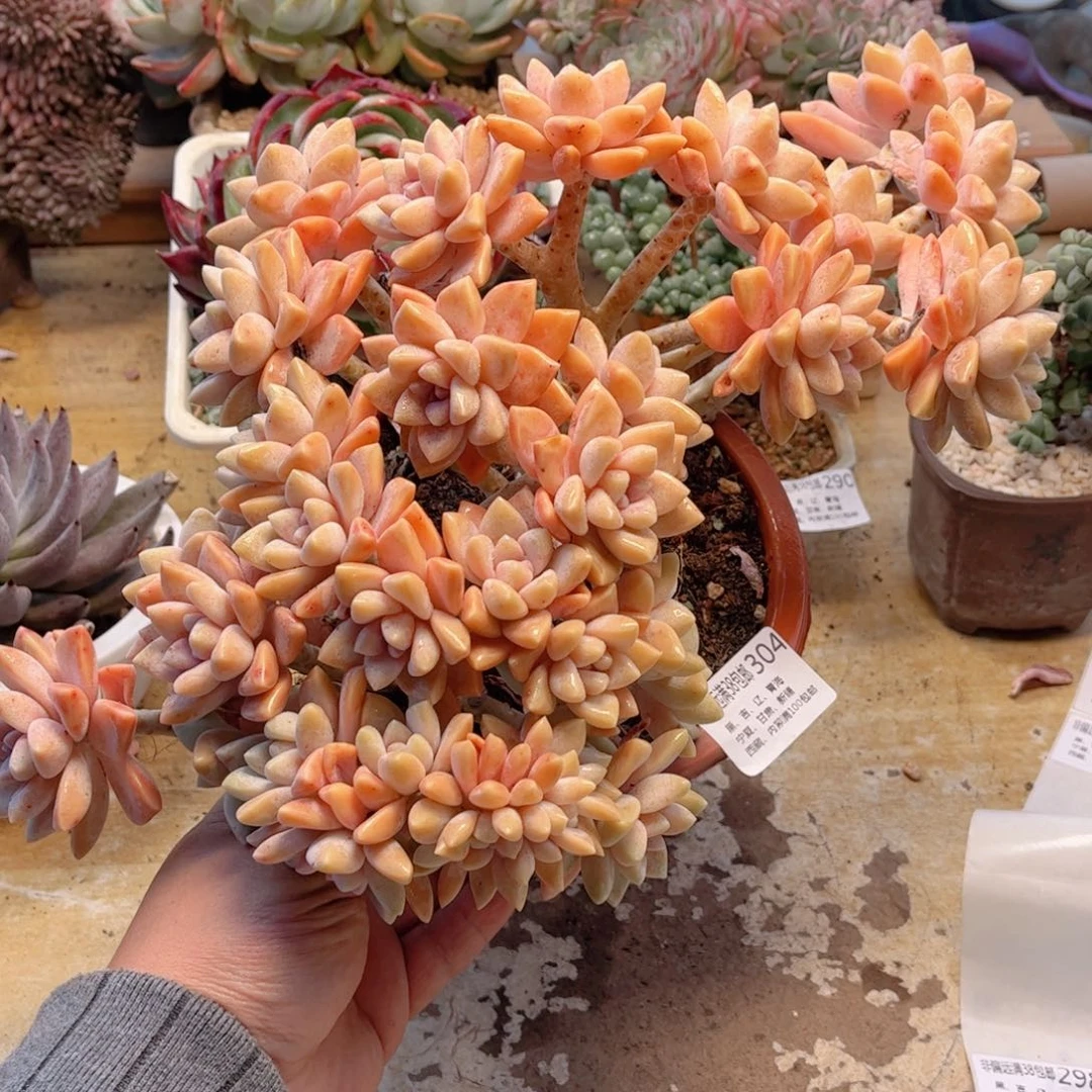 304淡雪缀德华多肉