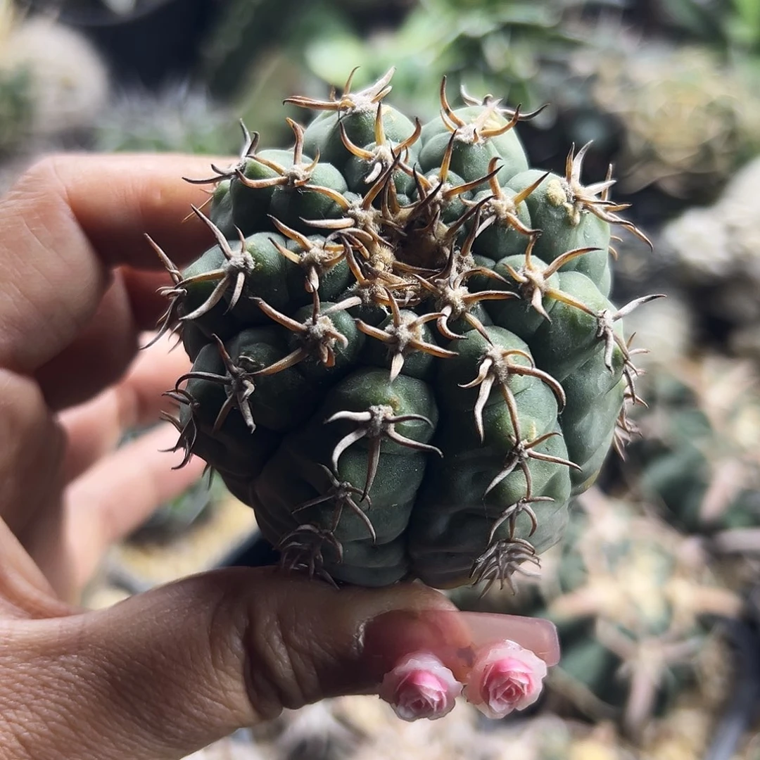 猫爪有根仙人球6666666666