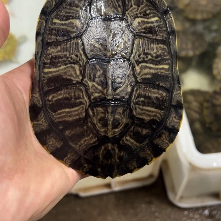 母绿毛龟13.5厘米变巴原色公