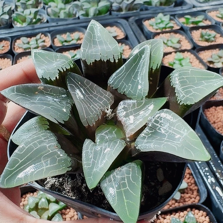 十二卷实生特选福利瑕疵