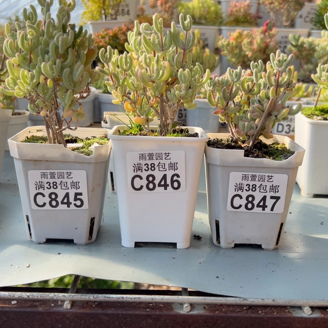 ****1-845+846+847紫闪光2+超紫