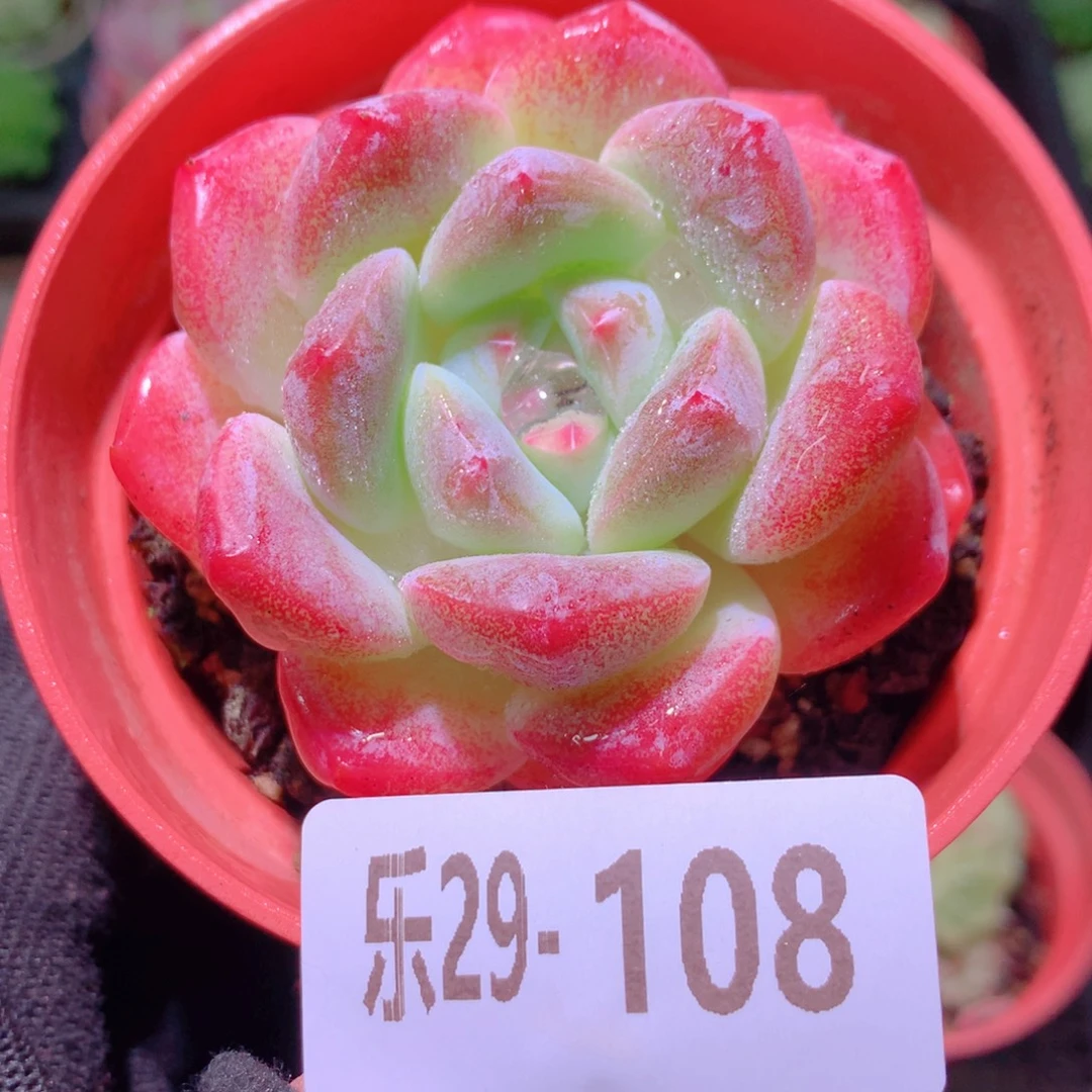 乐然29-108 冰糖单头