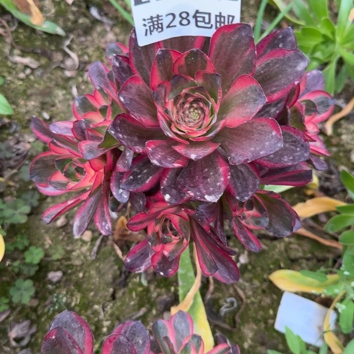 1295二号棚嫁接纳福E