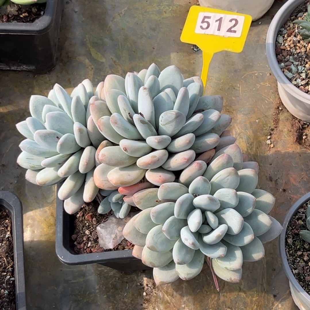 多肉植物香水群512