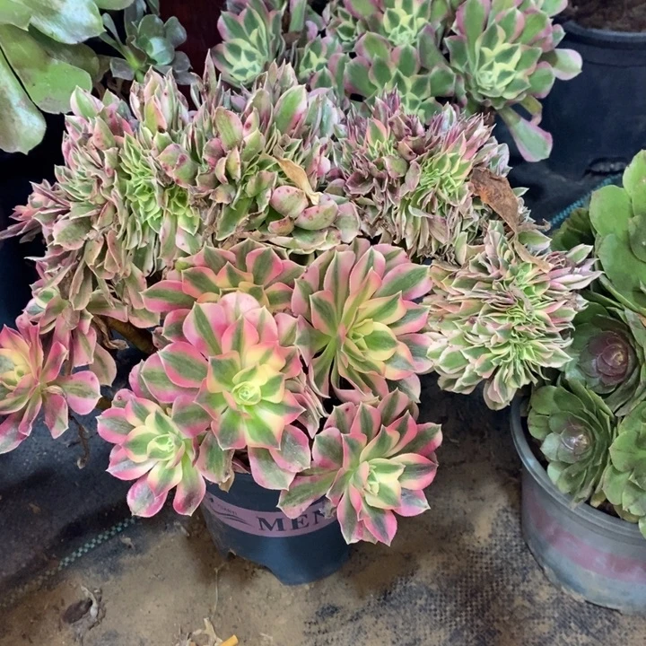 粉女巫缀多肉植物61。