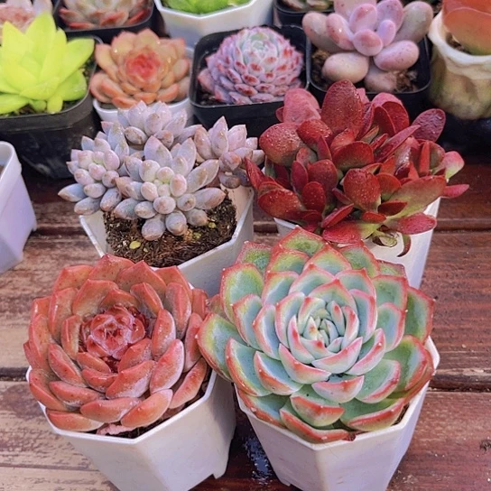 如图4盆1111112221111111111