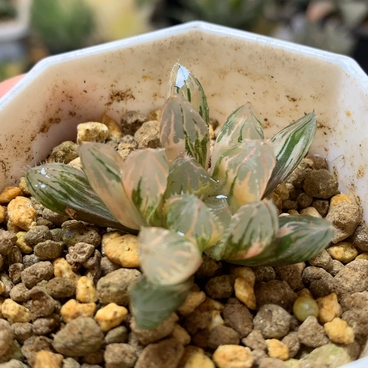 Oh玉露锦带盆土发货