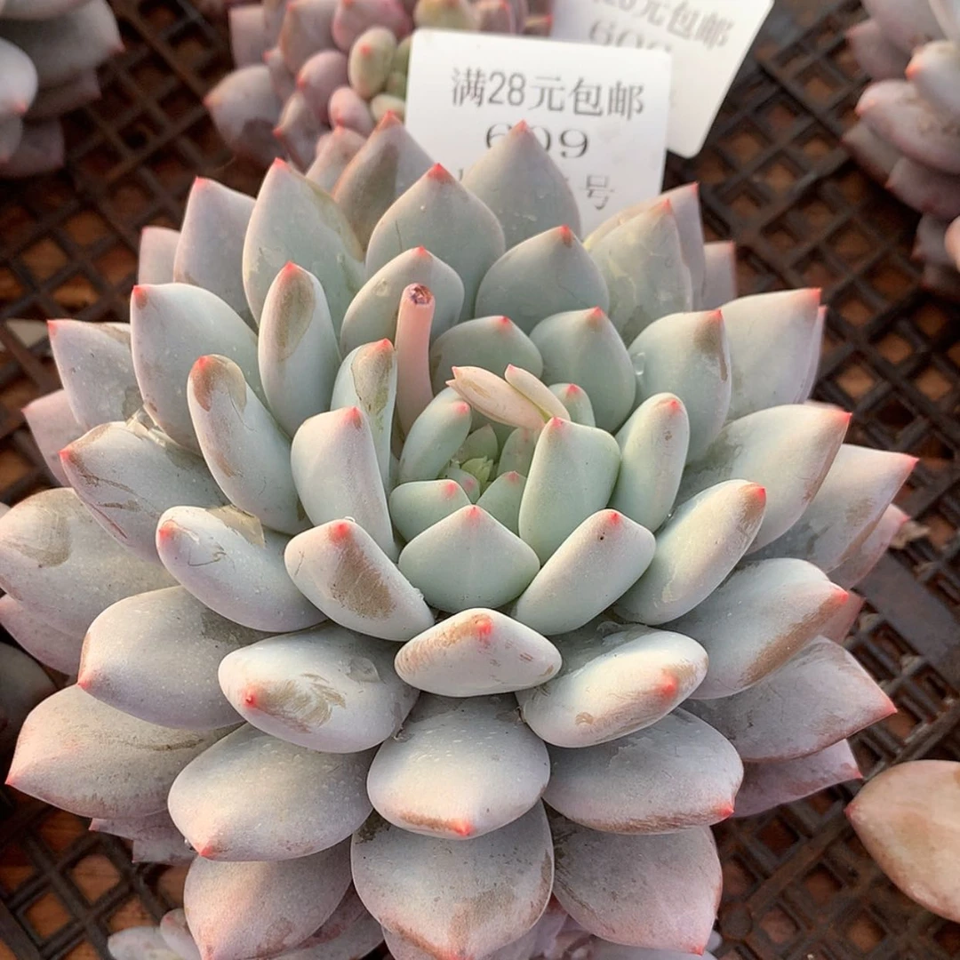 【闪购商品】云609