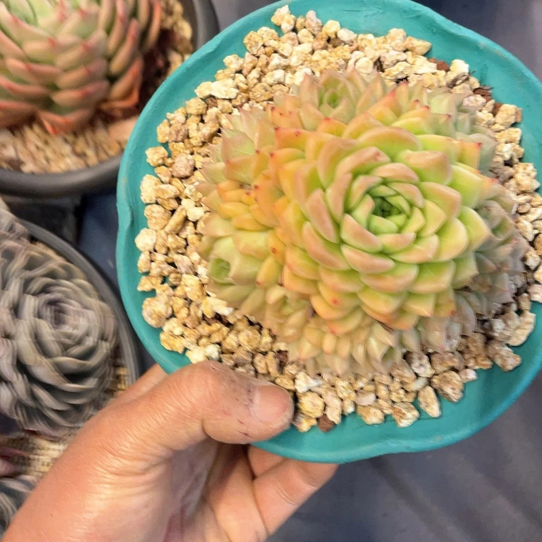 雪****8多肉植物一物一拍