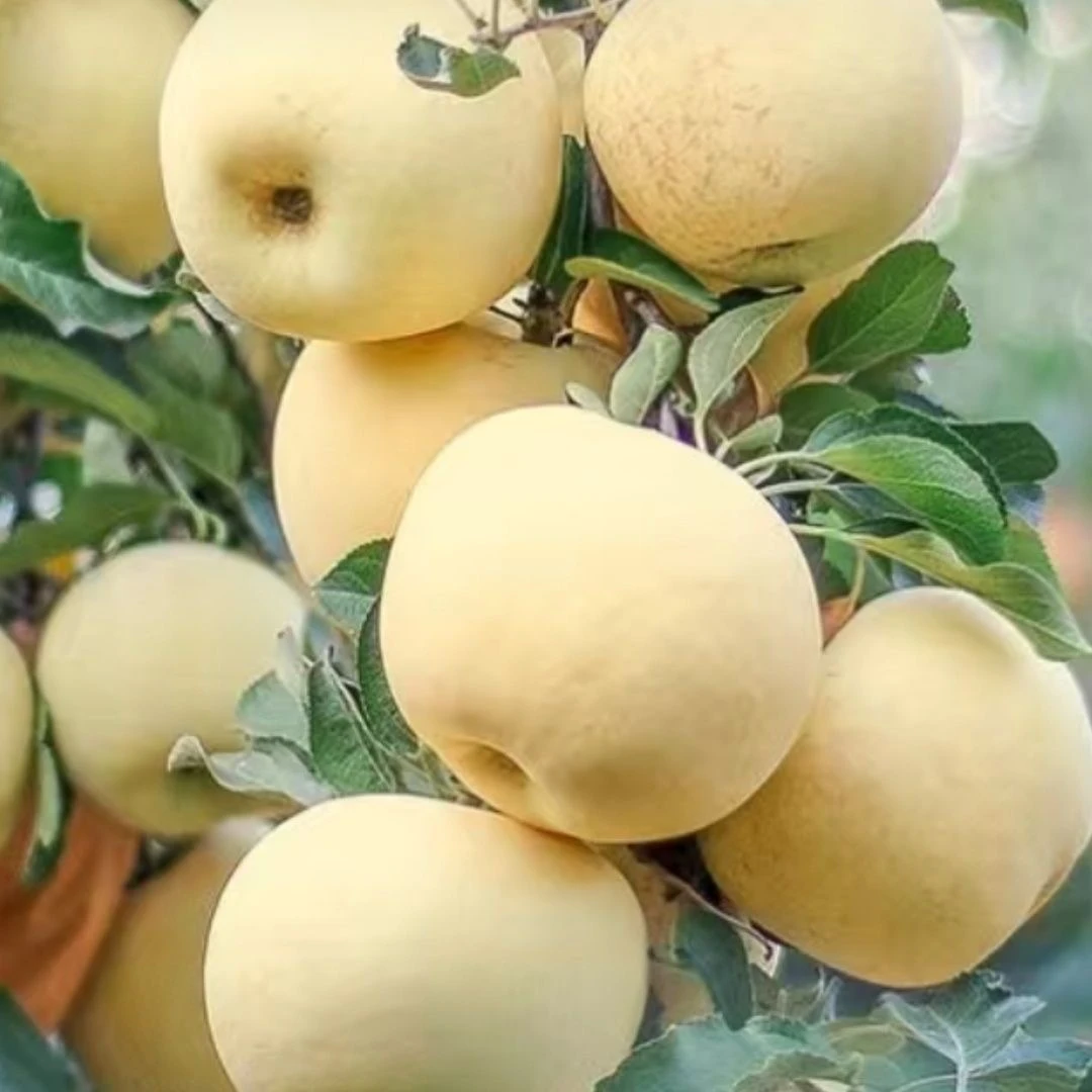 【2025新果上市】烟台富士奶油黄金苹果产地直发坏果包赔