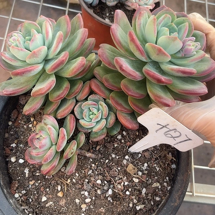 两单包邮，一物一拍，拉萨微瑕127