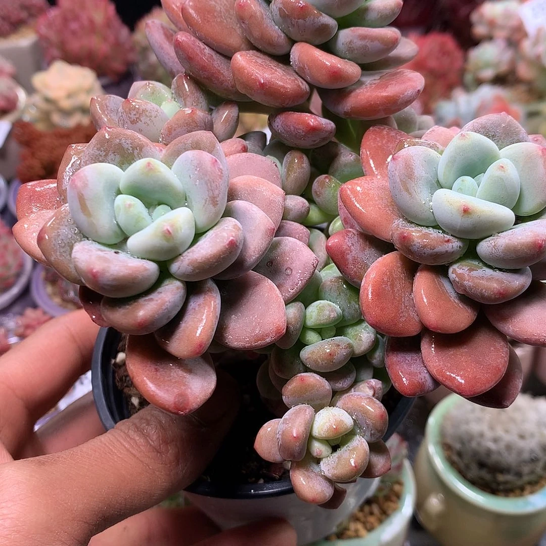 精控拇指盆11.19820