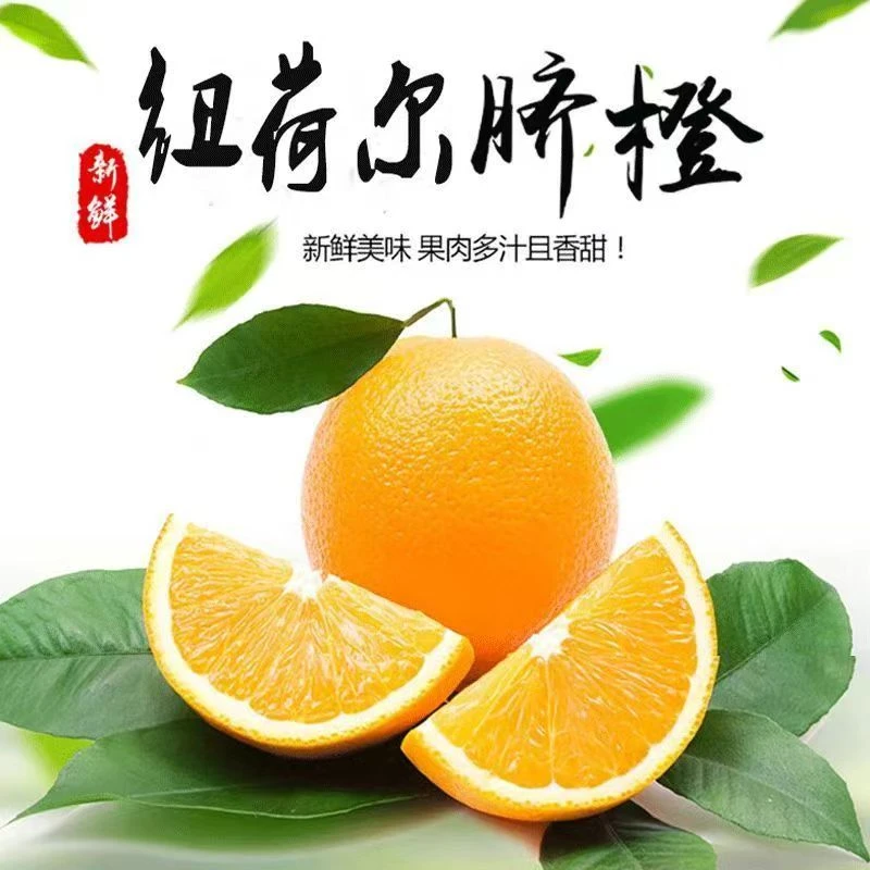 【精选好果】正宗高山纽荷尔脐橙香甜多汁现摘现发坏果包赔包邮X