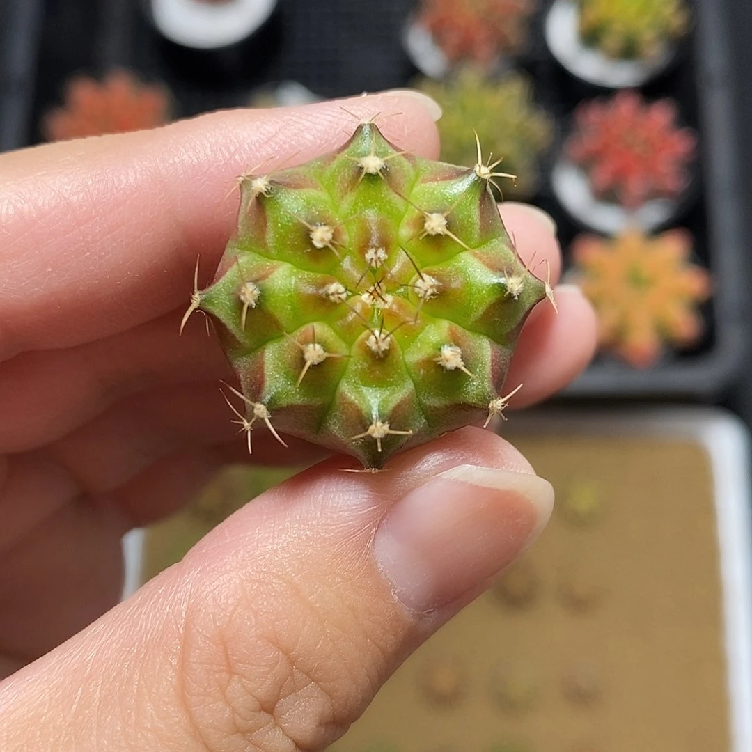 米哈仙人球轮回锦003