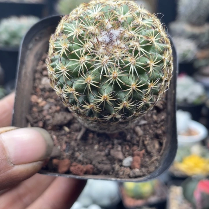 实生伊莎贝拉一颗包邮