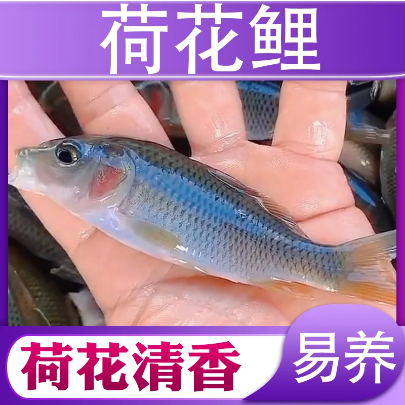 荷花鲤鱼小鱼四川发货淡水养殖食用观赏均可