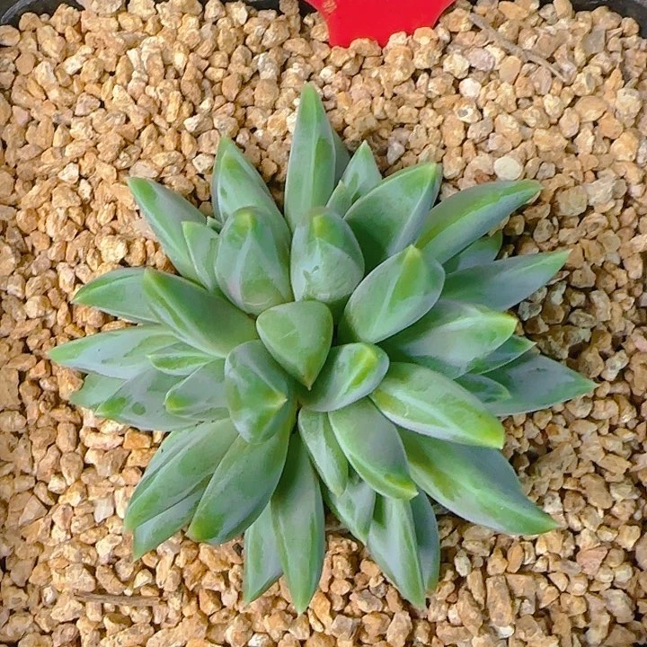 翻叶美人1756多肉植物