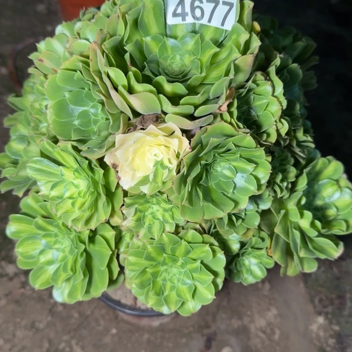 4677琉璃多肉植物