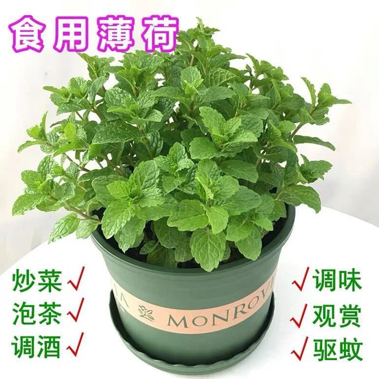 【新疆包邮】薄荷盆栽驱蚊绿植室内好养易活四季常青泡茶植物