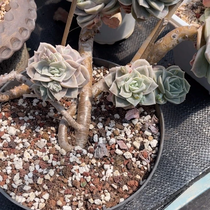 要**光弥一物一一拍