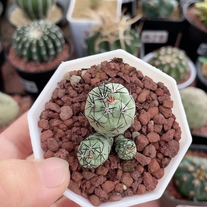 151帝王丸三头群