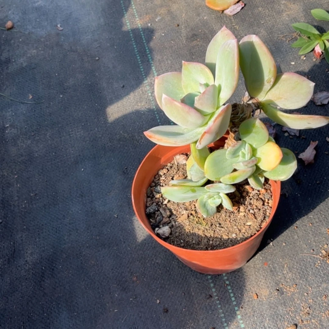 【闪购商品】无花朵多***?