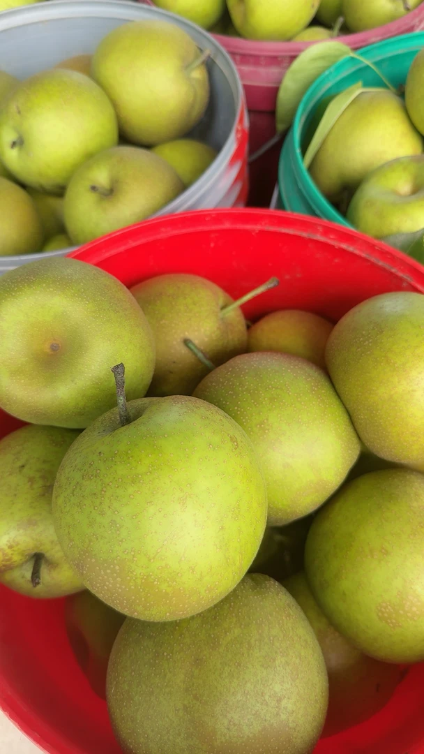 【大海专属】苏北新鲜现摘翠冠梨大果青皮脆甜多汁无渣梨子