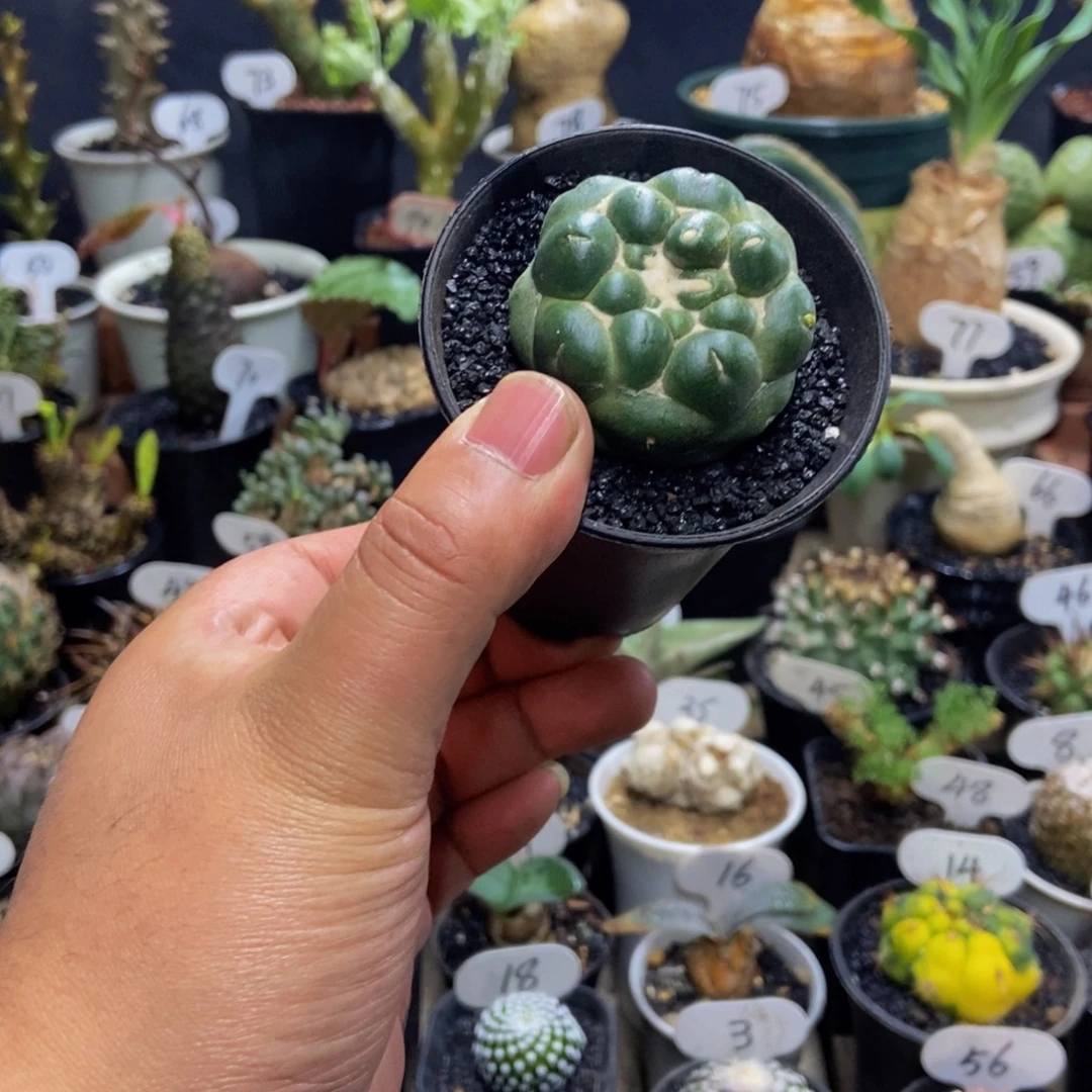 无刺象牙一物一拍