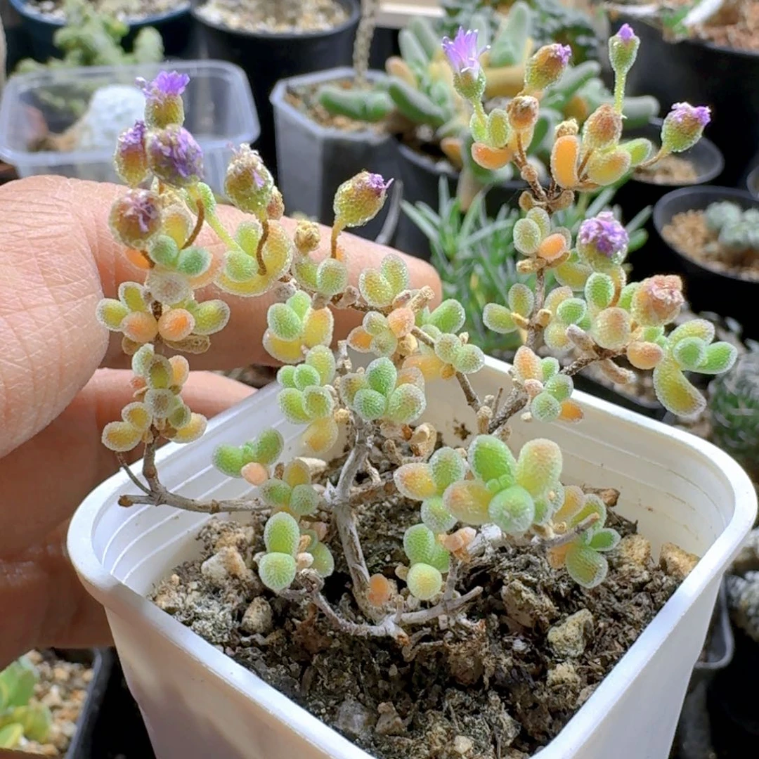 267冰晶枝干带盆发货一个随机