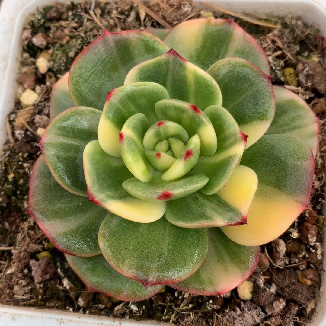 惠**主三文鱼锦锦上园艺一物一拍