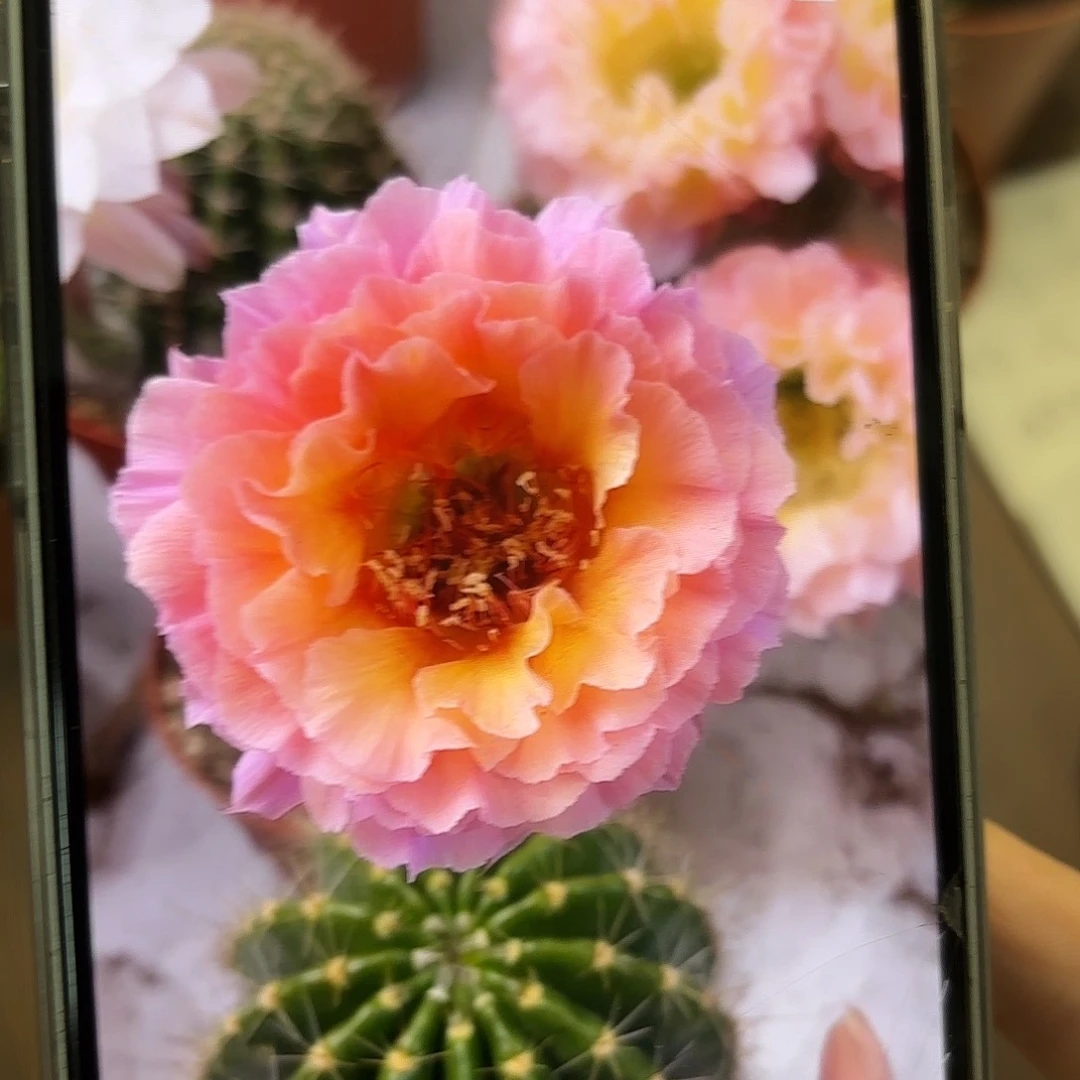 彩草青鸾火凤5.5公分左右