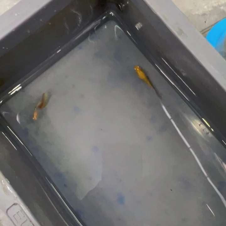 孔雀鱼天使彩虹一对
