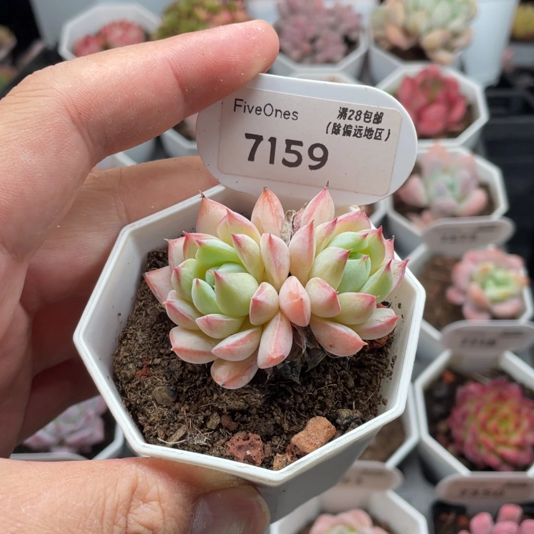 蓝鸟香槟7159-5厘米