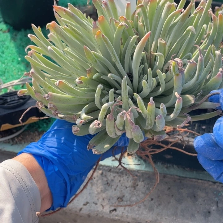 303号爱杜丽丝多肉植物