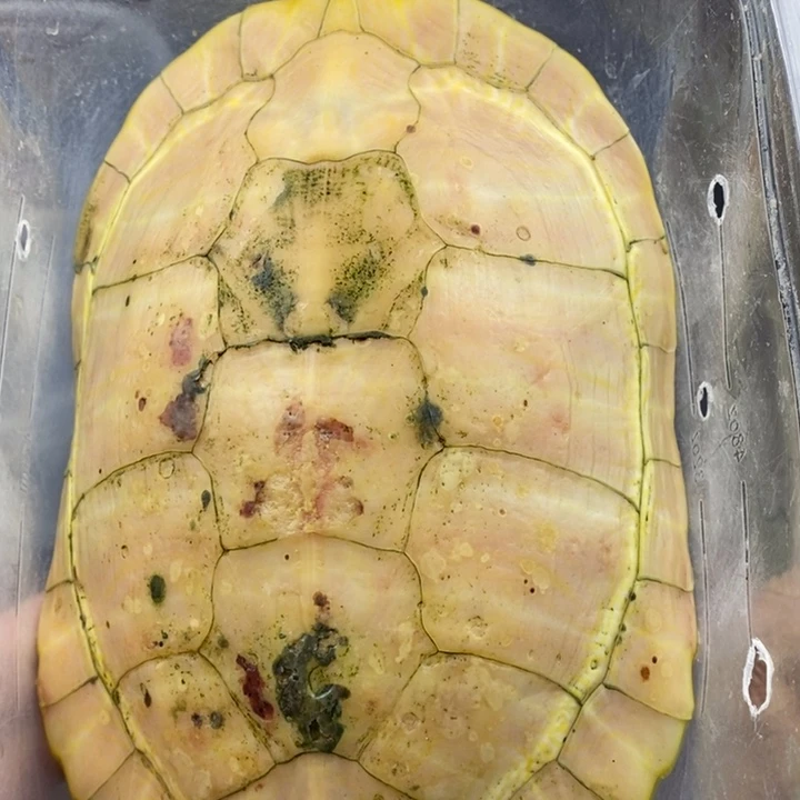 巴西彩龟母66666666