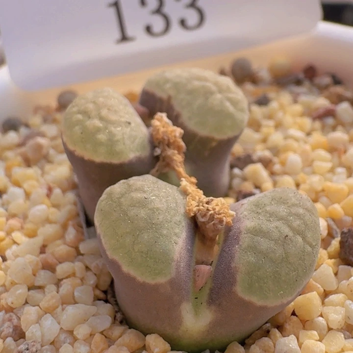 133。