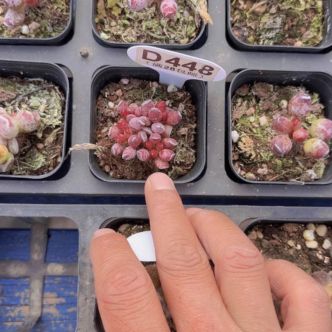 梦**境D448鼓吹一物一拍多肉