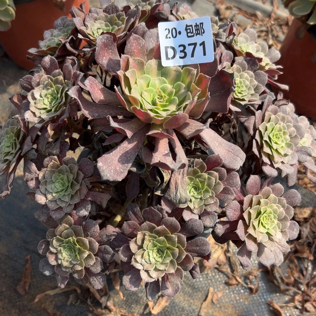 371红铜中斑，满20包邮