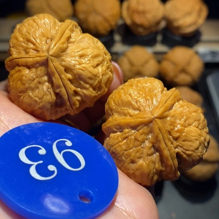 核桃正本三棱尺寸37