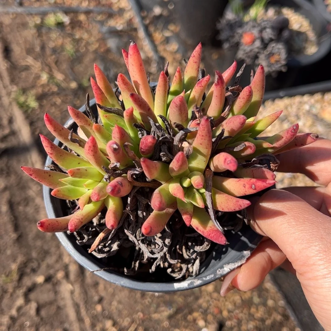 2219阿尔比哈哈哈哈哈哈