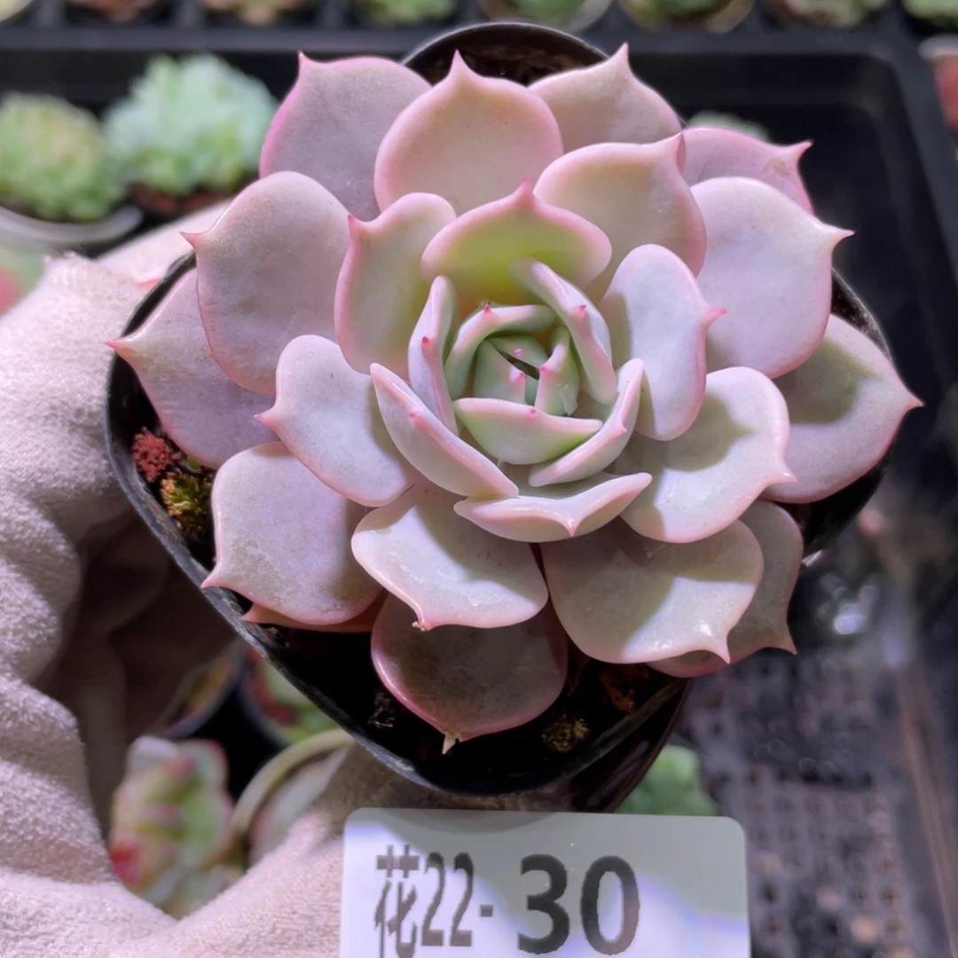 花利美22-30露娜莲