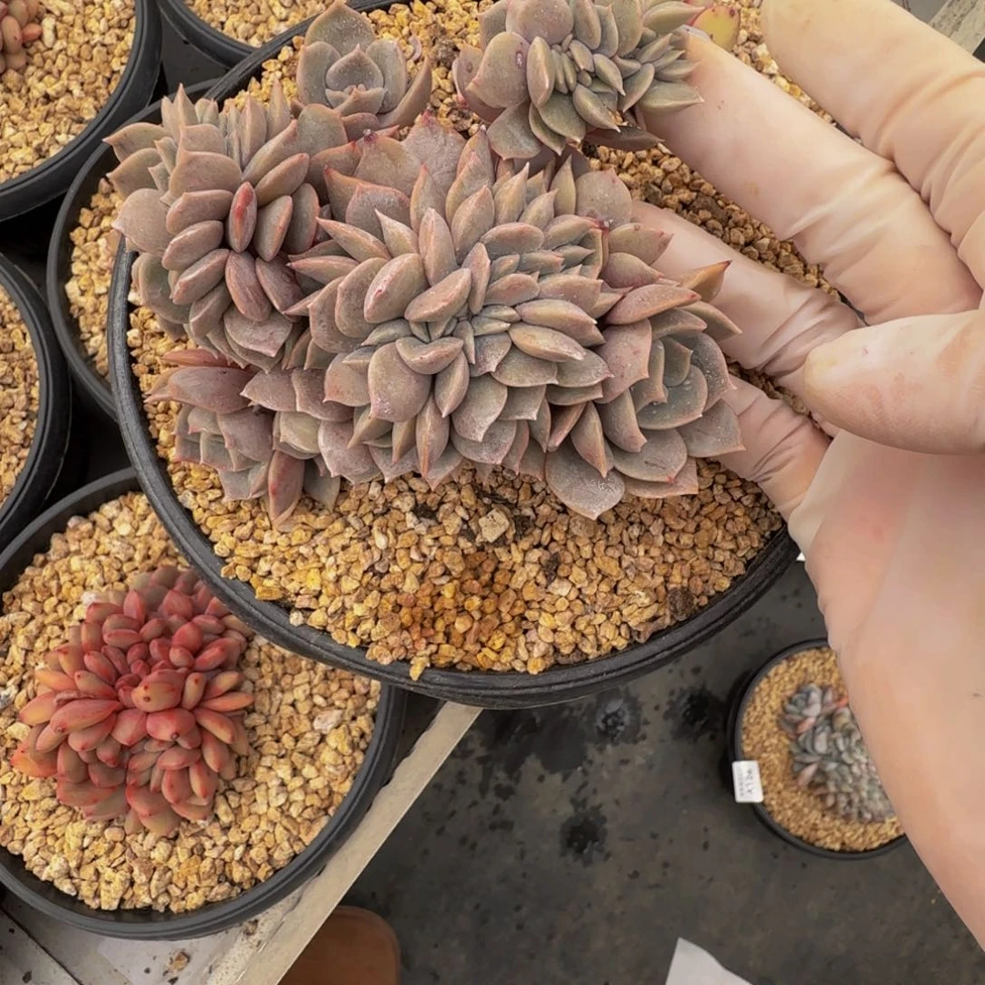 a a a a a a a a 130