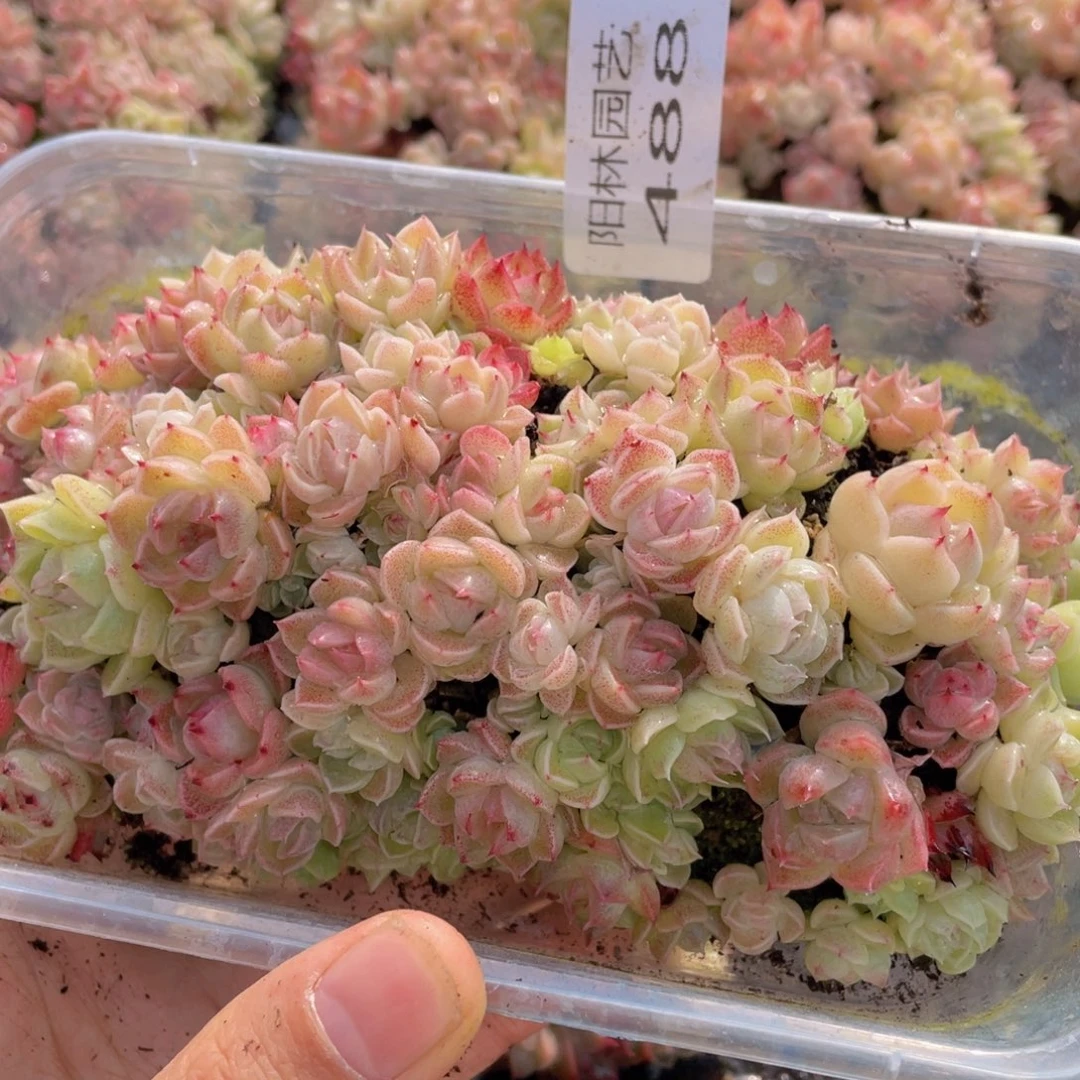 多肉植物多肉植物488