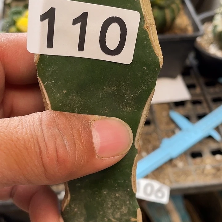 仙人球110号球草球