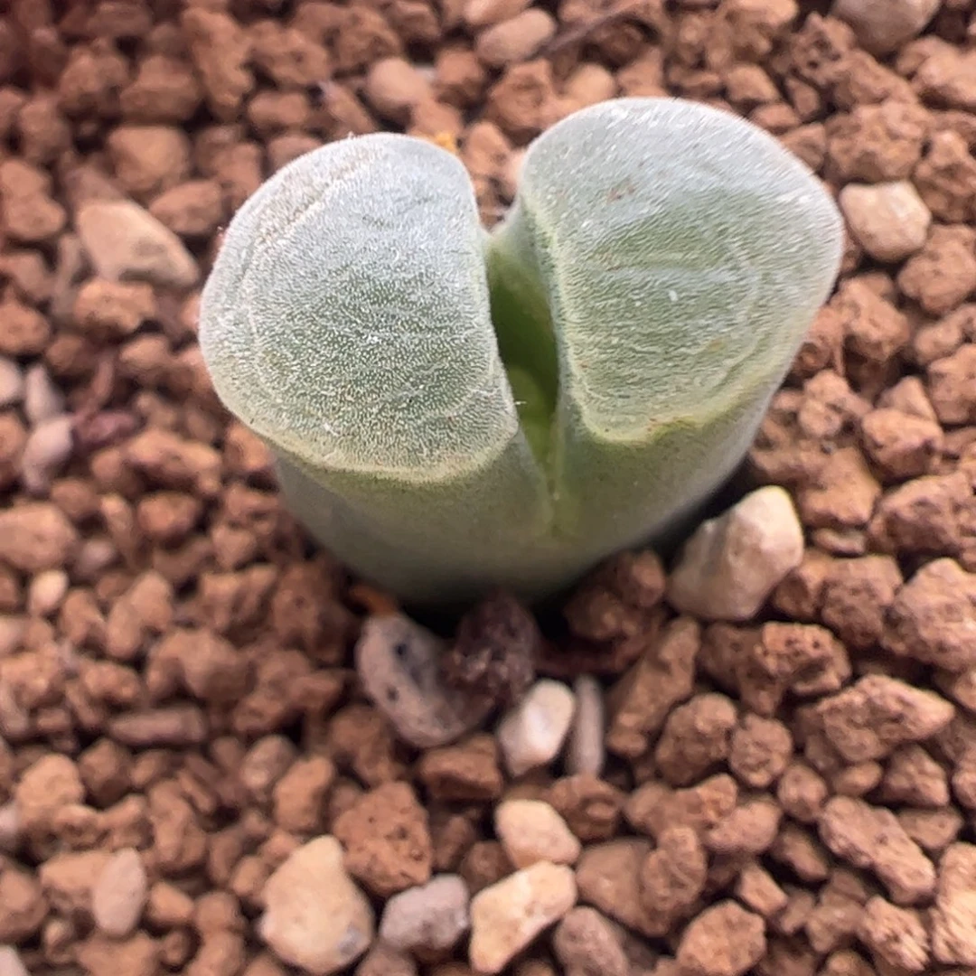 458 好看的多肉冲冲冲冲