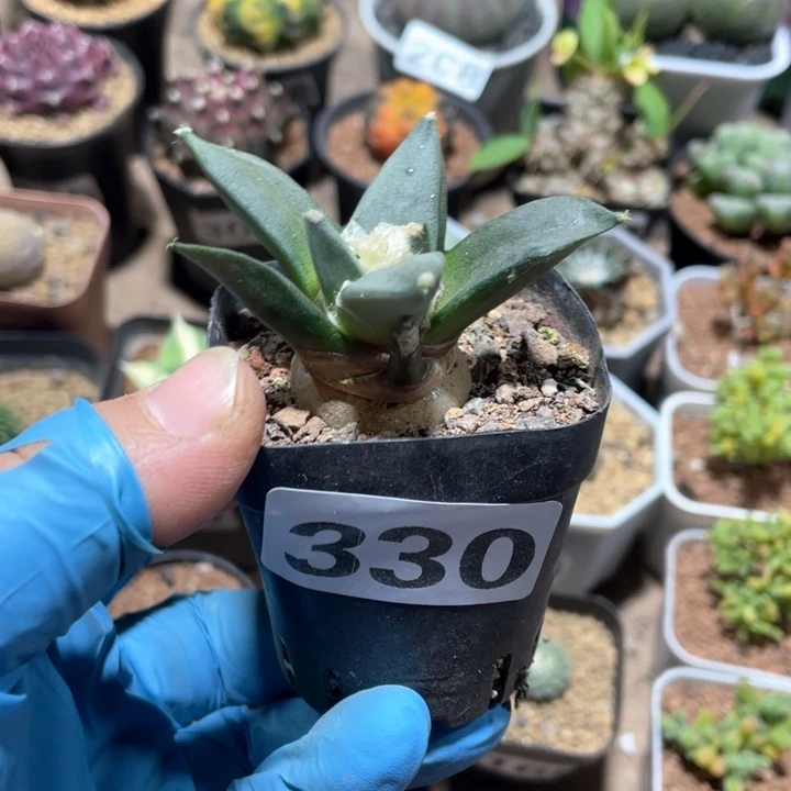 大*330实生龙牙牡丹